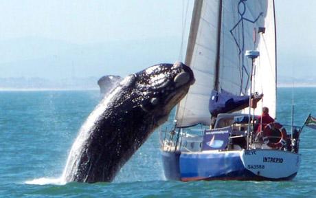 40-ton whale lands on yacht